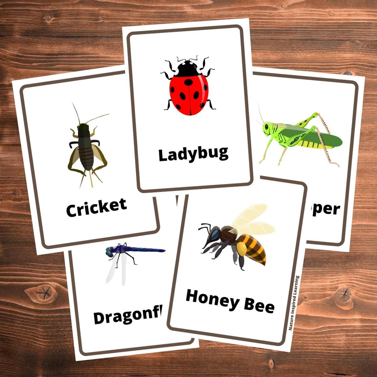 The best insect flashcards