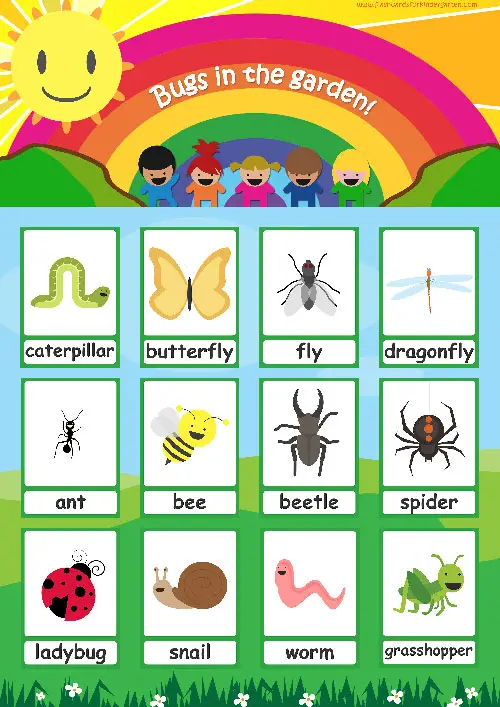 Bugs flashcards