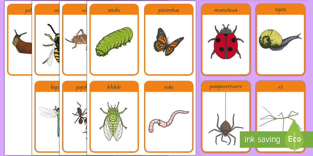 Bug flashcards ngärara flashcards te reo mäori