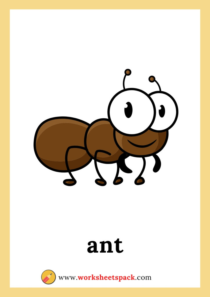 Insects flashcards pdf