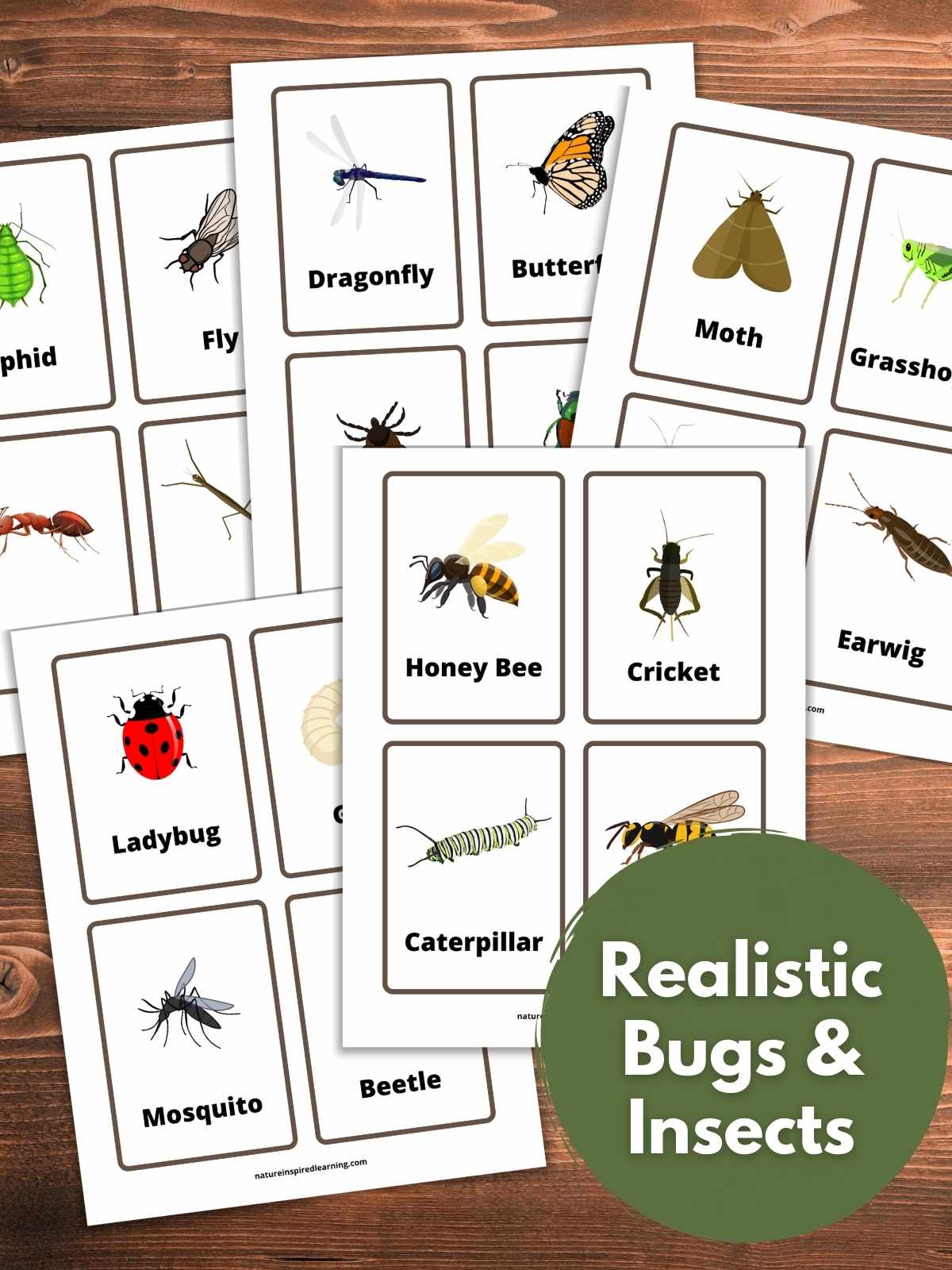 The best insect flashcards