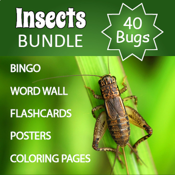 Bugs and insects bingo flashcards coloring pages and printables