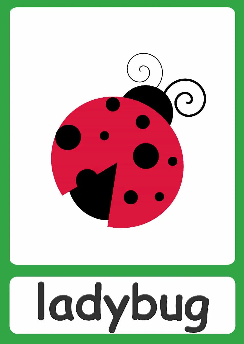 Bugs flashcards