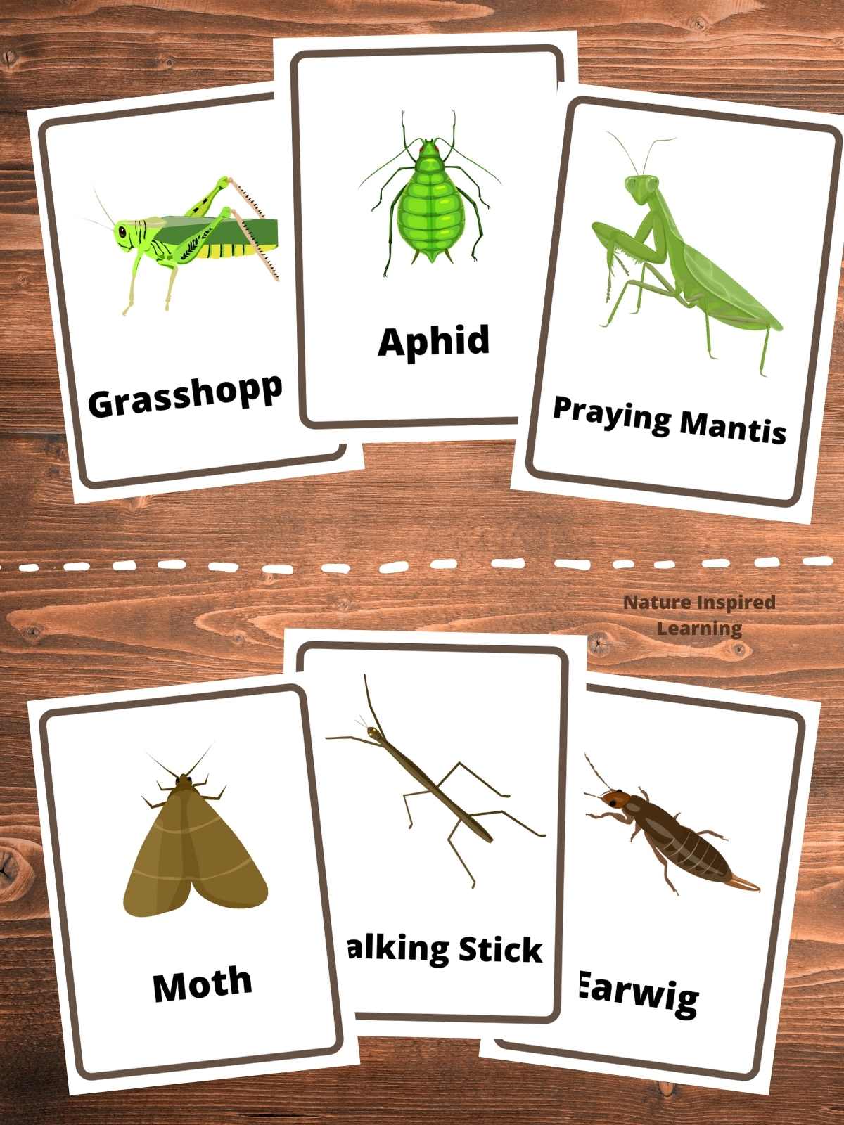 The best insect flashcards