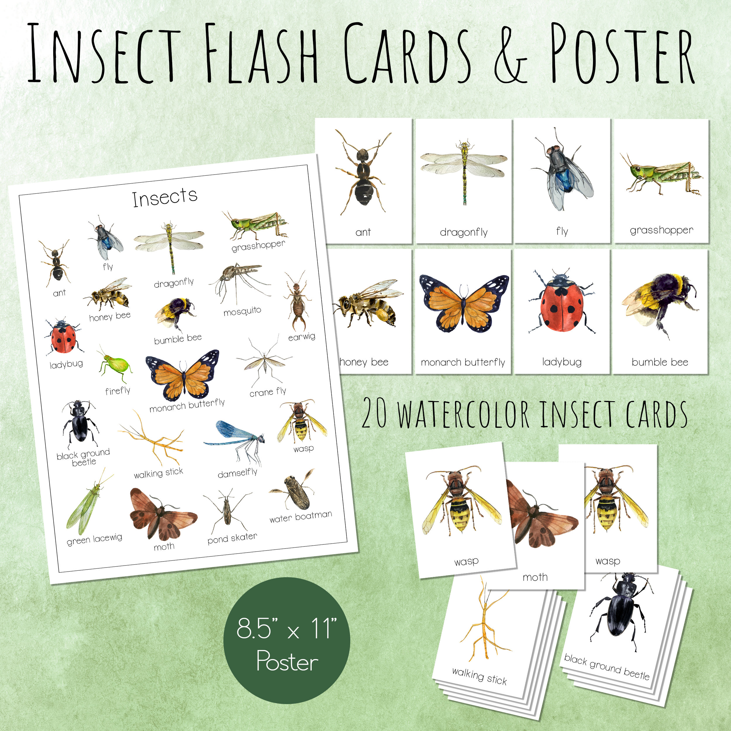 Insect flash cards and poster printable bugs and insects montessori cards nature study for spring and summer wall art