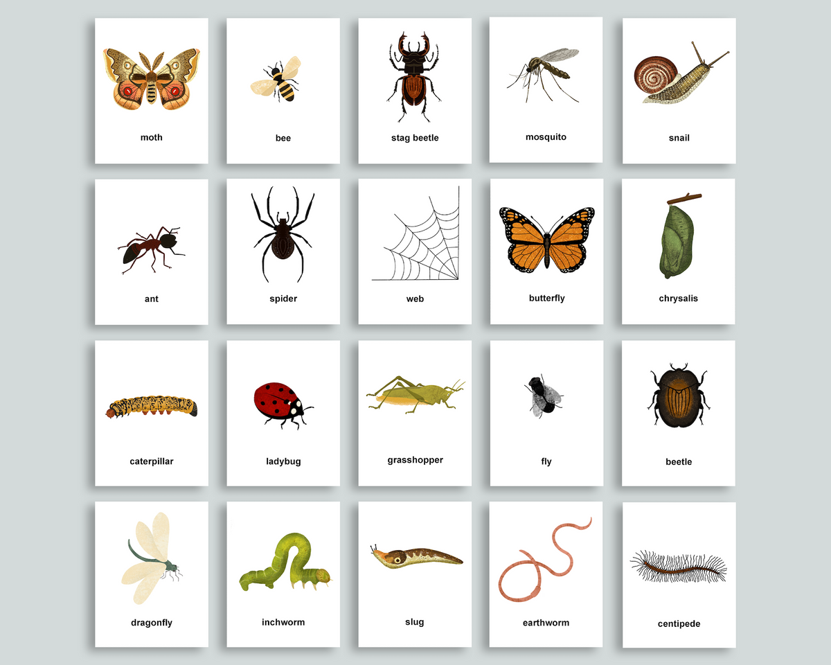 Editable bug flashcards â mornings together