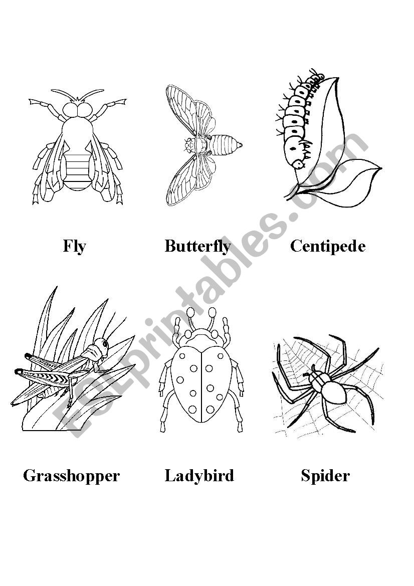 Insects black and white flashcards