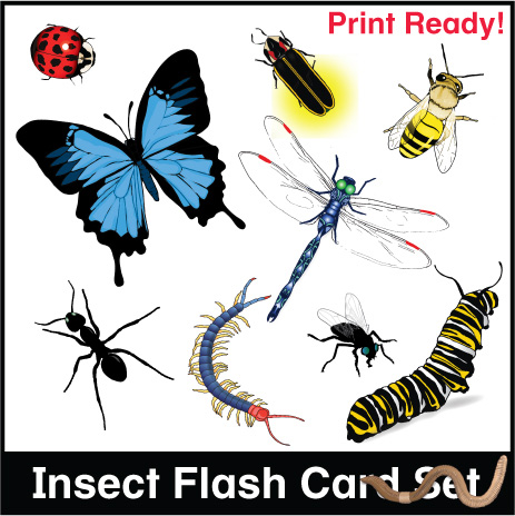 Insect flash cards esl ell newer