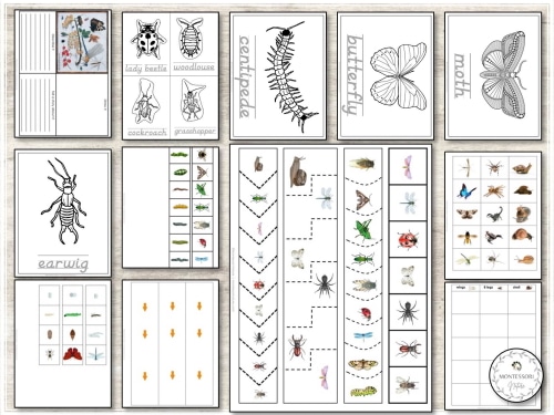 Insects and crawling creatures