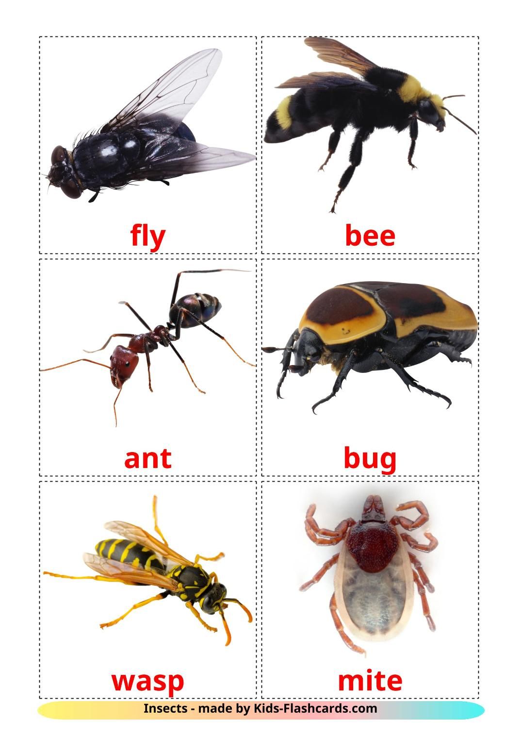 Insects