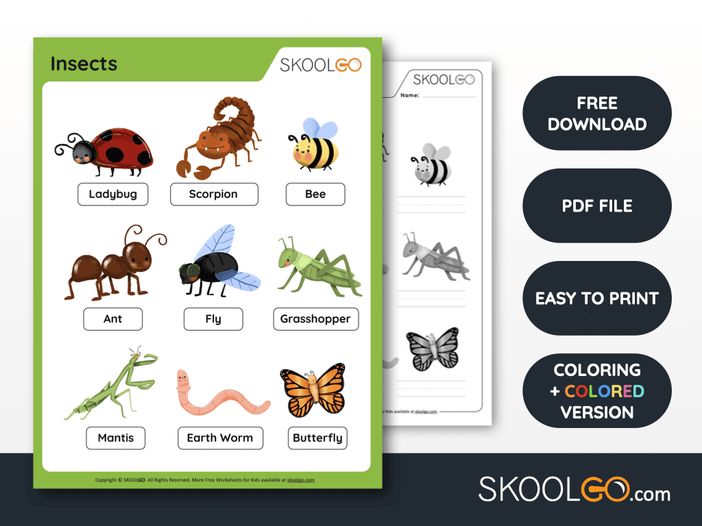Insects