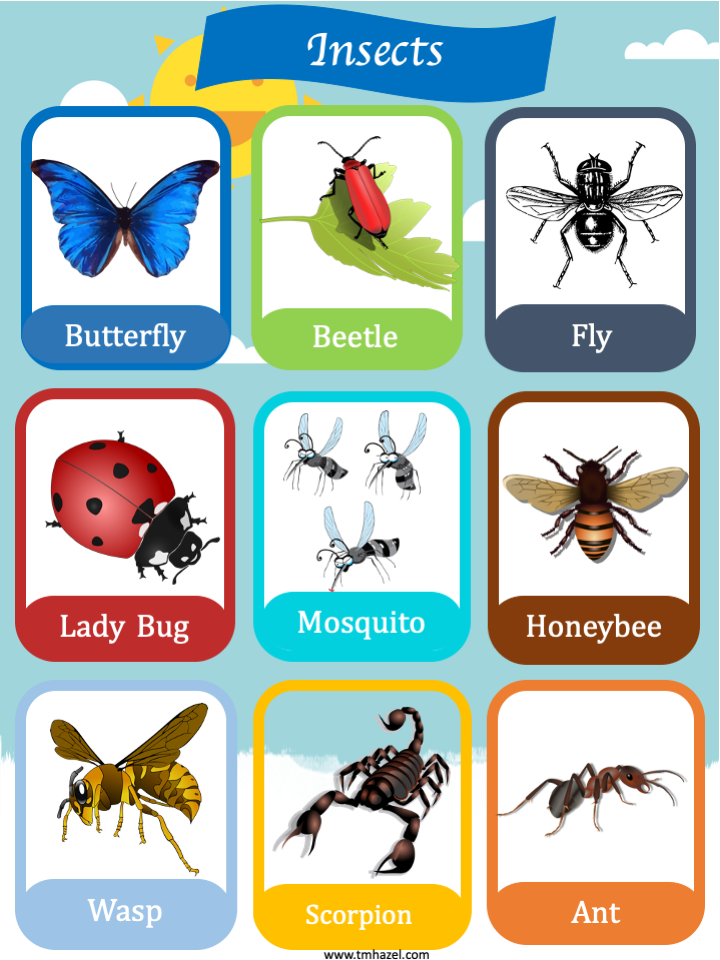 Insect flashcards insect wall posters for preschool kindergarten homeschooling â fine motor masters