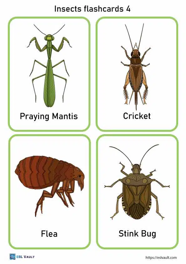 Free printable pdf insects flashcards