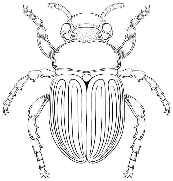 Beetle coloring page printable vectors illustrations for free download