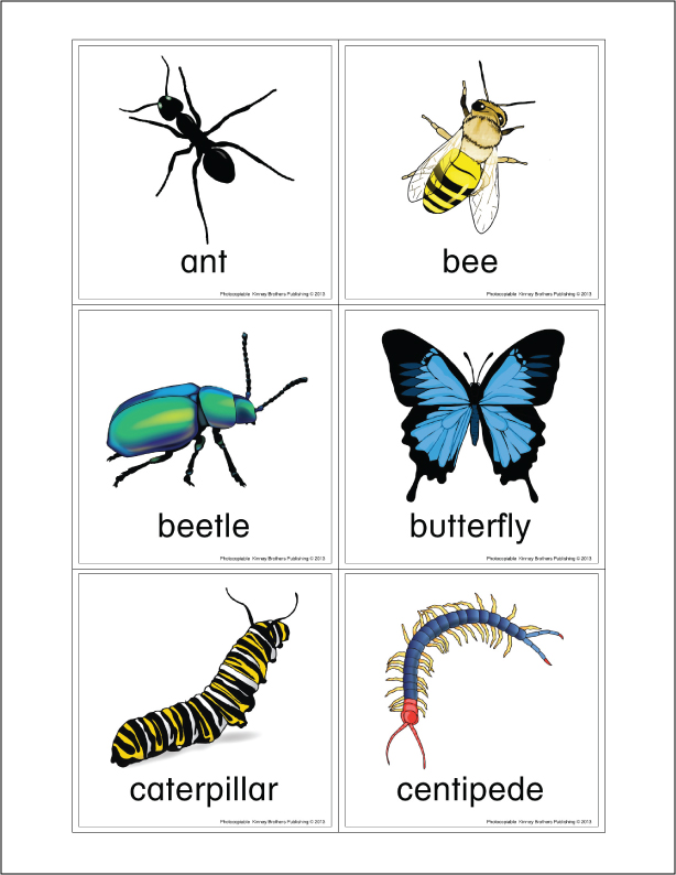 Insect flash cards esl ell newer