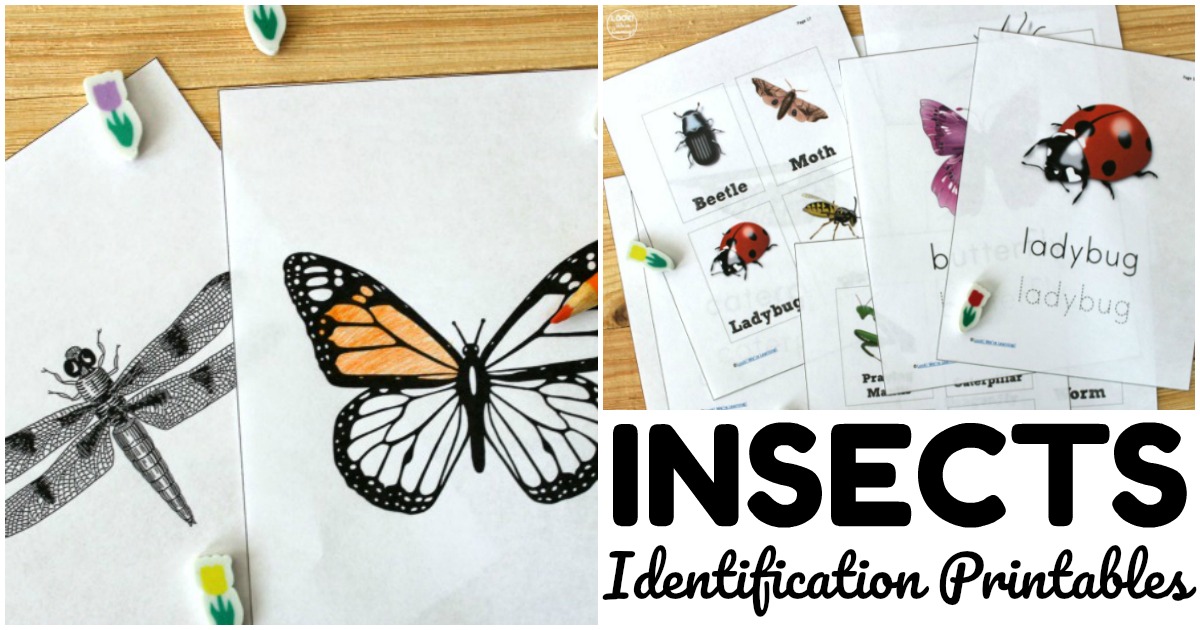 Free bug printables pack for kids