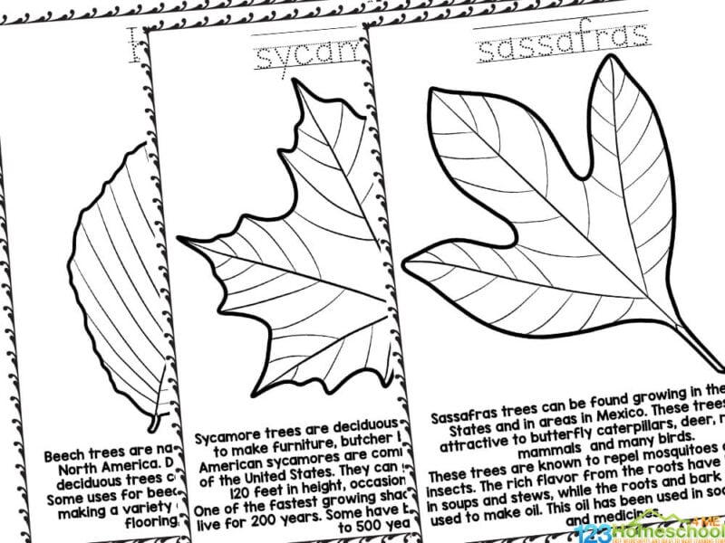 Free fall leaf coloring pages with realistic pictures to color