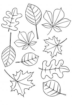 Free printable leaves coloring pages for adults and kids