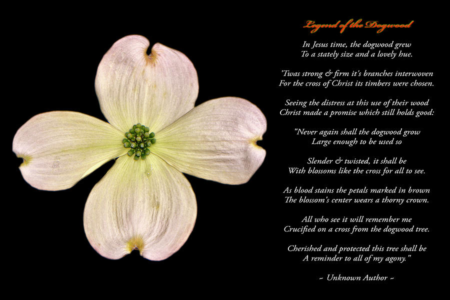 Legend of the dogwood photograph by george bostian