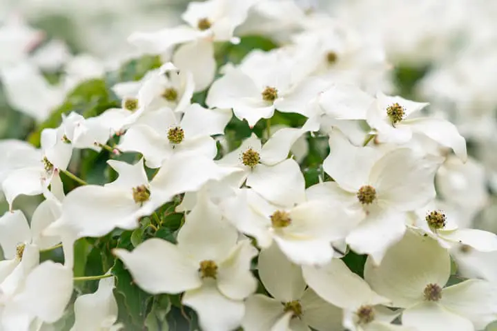 Legend of the dogwood tree what is it is it true