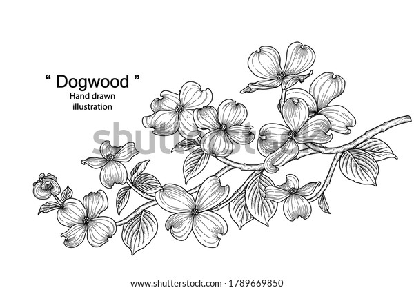 Sketch floral decorative set dogwood flower stock vector royalty free