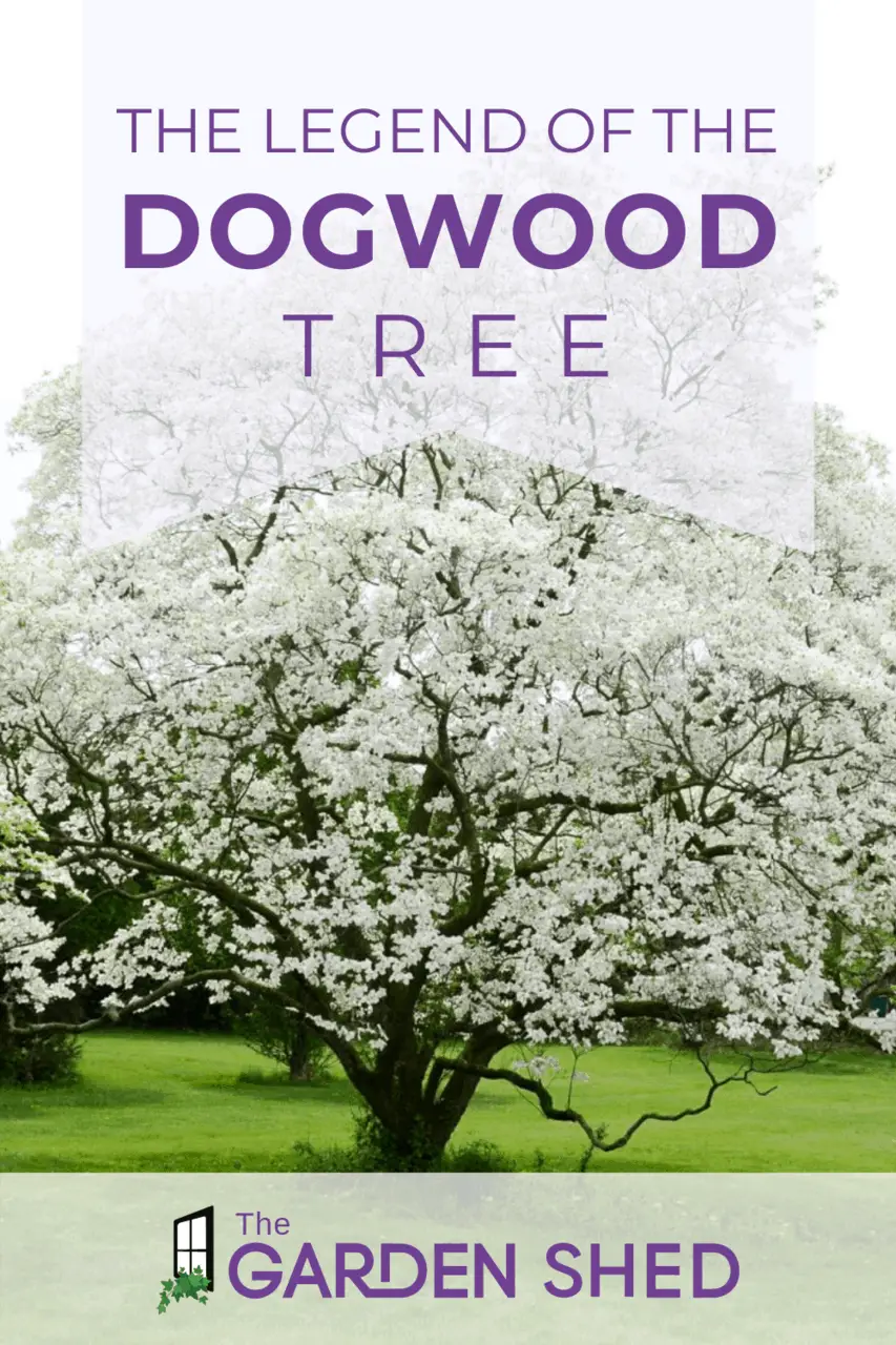 Legend of the dogwood tree what is it is it true