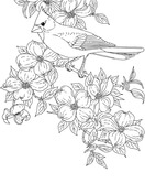 Dogwood coloring pages free coloring pages