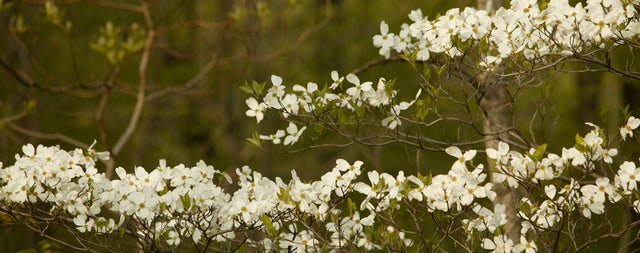 The legend of the dogwood bower branch