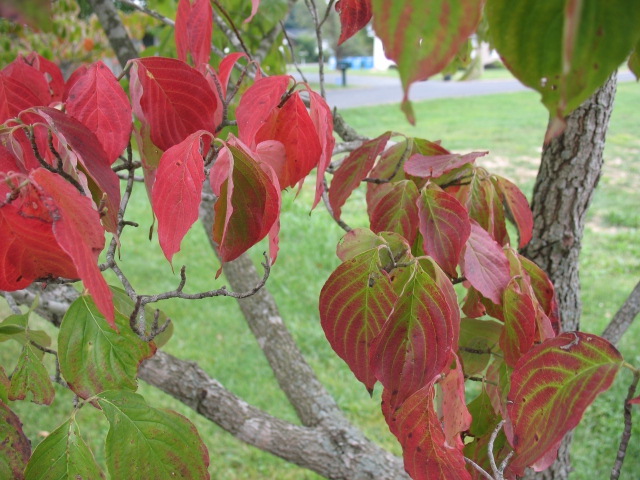 Kentucky color dogwood leaves on