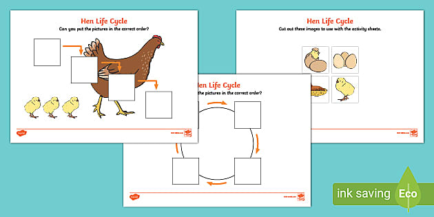 Life cycle of a hen worksheets