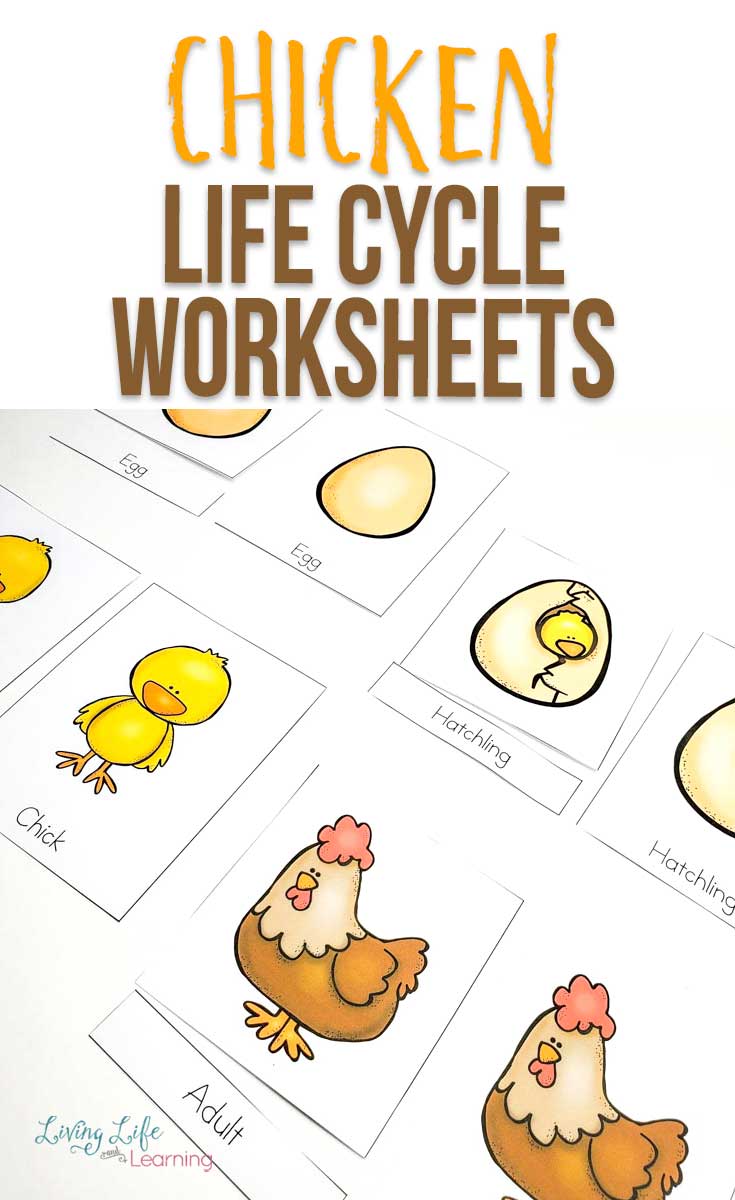 Chicken life cycle worksheets for kids
