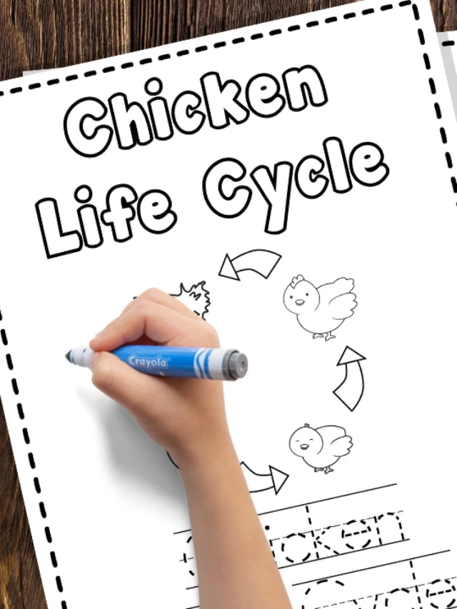 Chicken life cycle coloring and writing pages printables