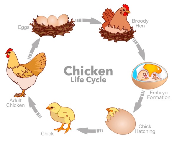 Thousand chicken stages royalty
