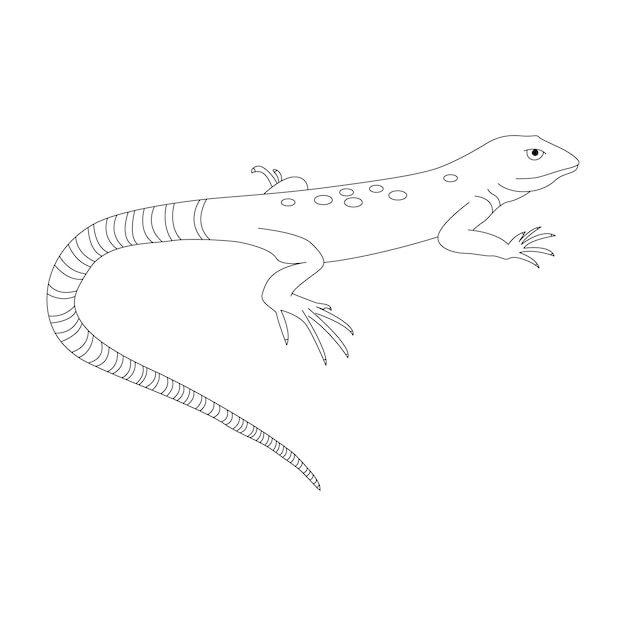 Premium vector printable lizard coloring pages for kids