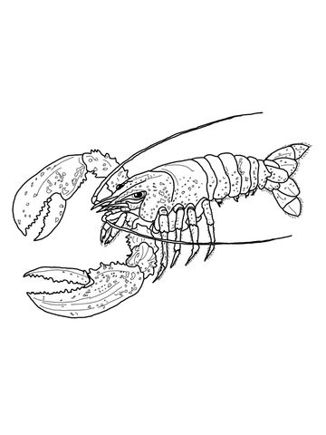 Maine lobster coloring page free printable coloring pages lobster drawing lobster art shrimp art