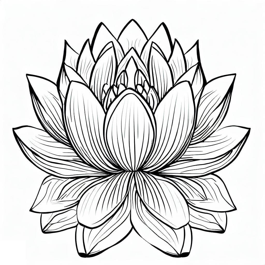 Free lotus coloring page