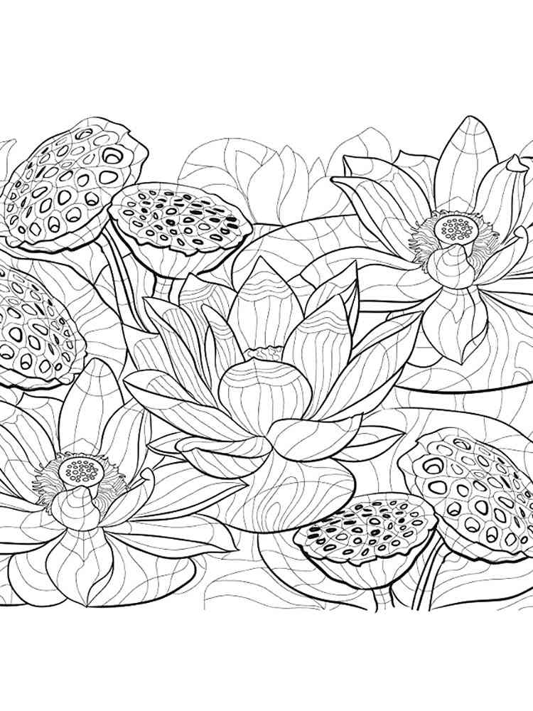 Lotus coloring pages for adults