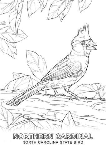 North carolina state bird coloring page free printable coloring pages