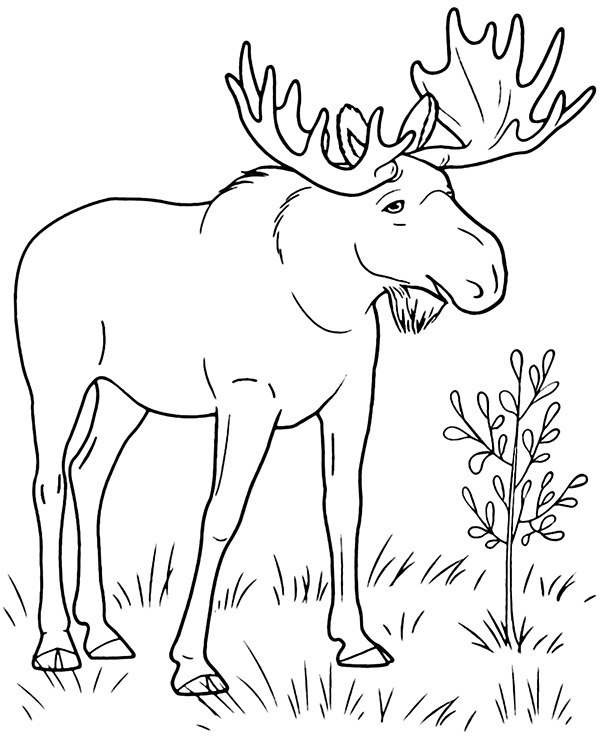 Print moose coloring page to print