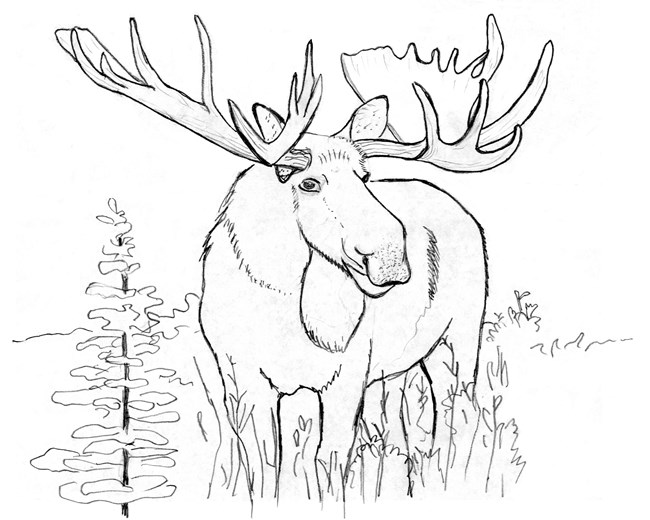 Moose coloring page