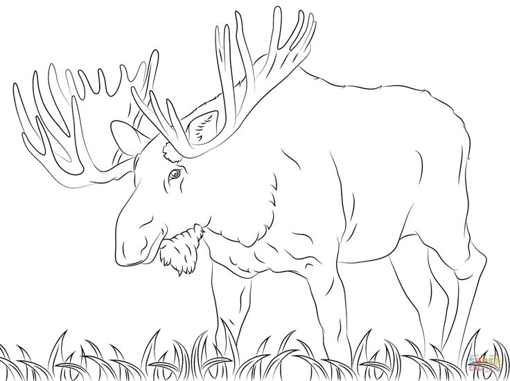 Moose coloring page free printable coloring pages deer coloring pages animal coloring pages free printable coloring pages