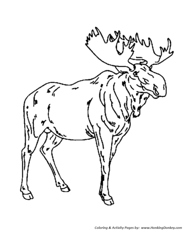 Wild animal coloring pages male moose coloring page and kids activity sheet