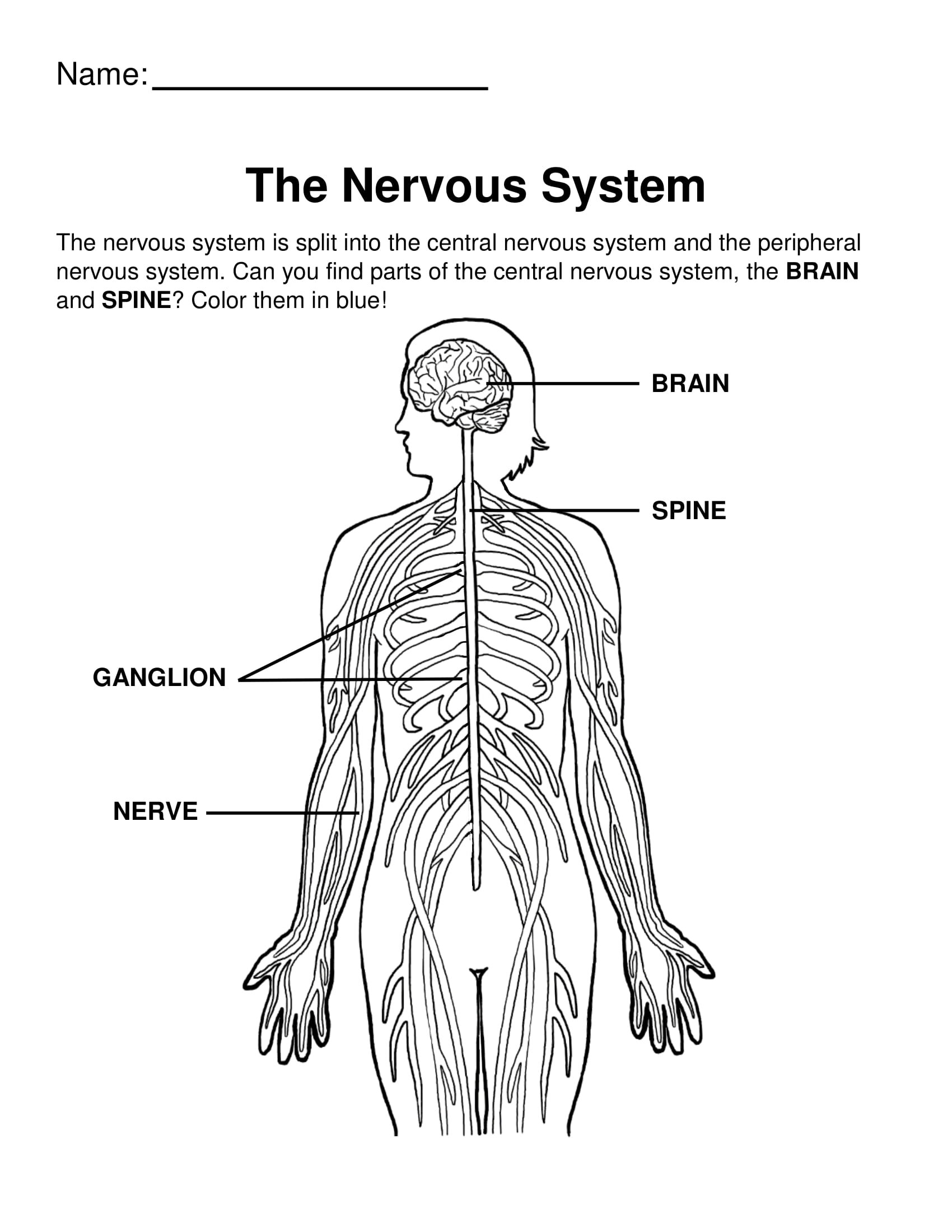 Neuro coloring ppages â glia
