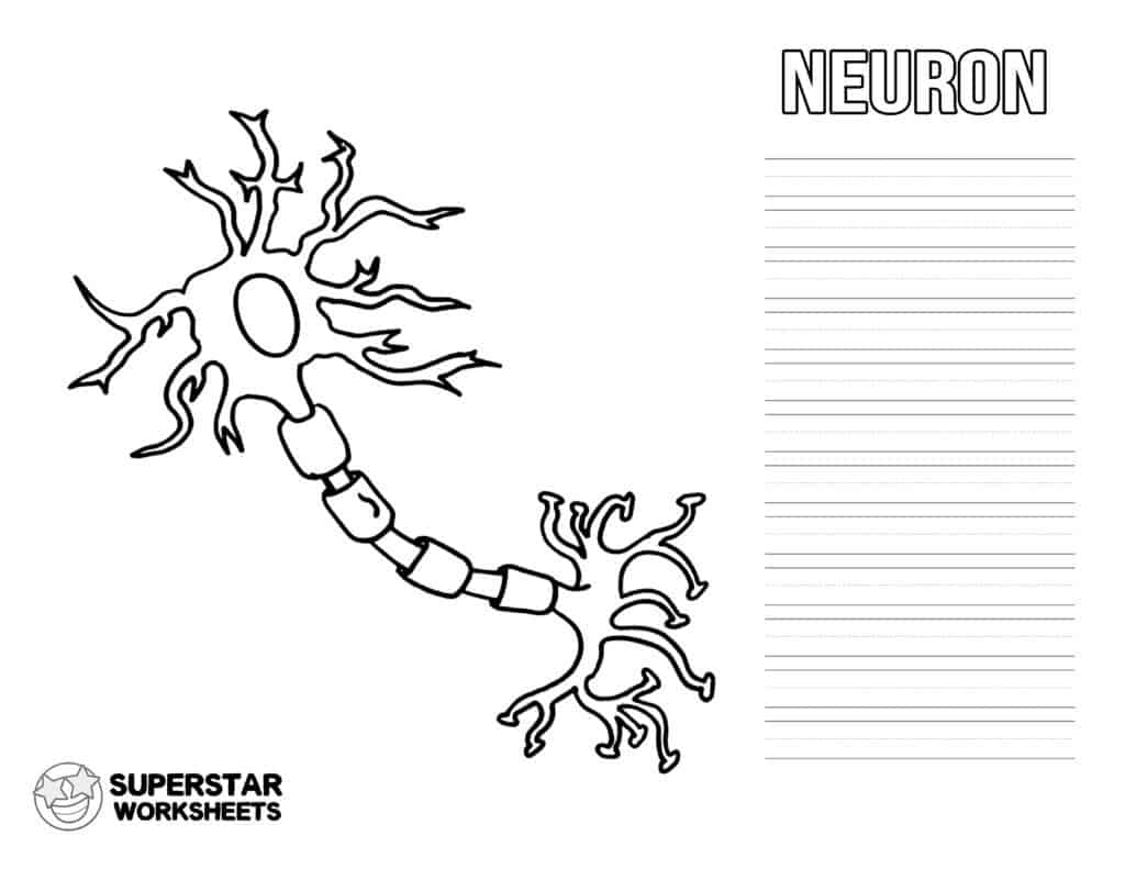 Neuron cell worksheets