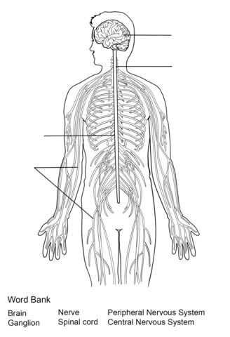 Nervous system worksheet coloring page free printable coloring pages nervous system nervous system diagram peripheral nervous system