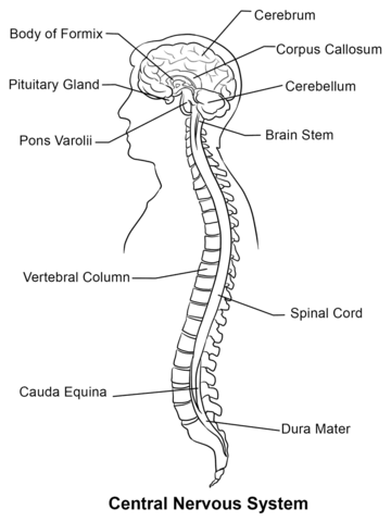 Central nervous system coloring page free printable coloring pages