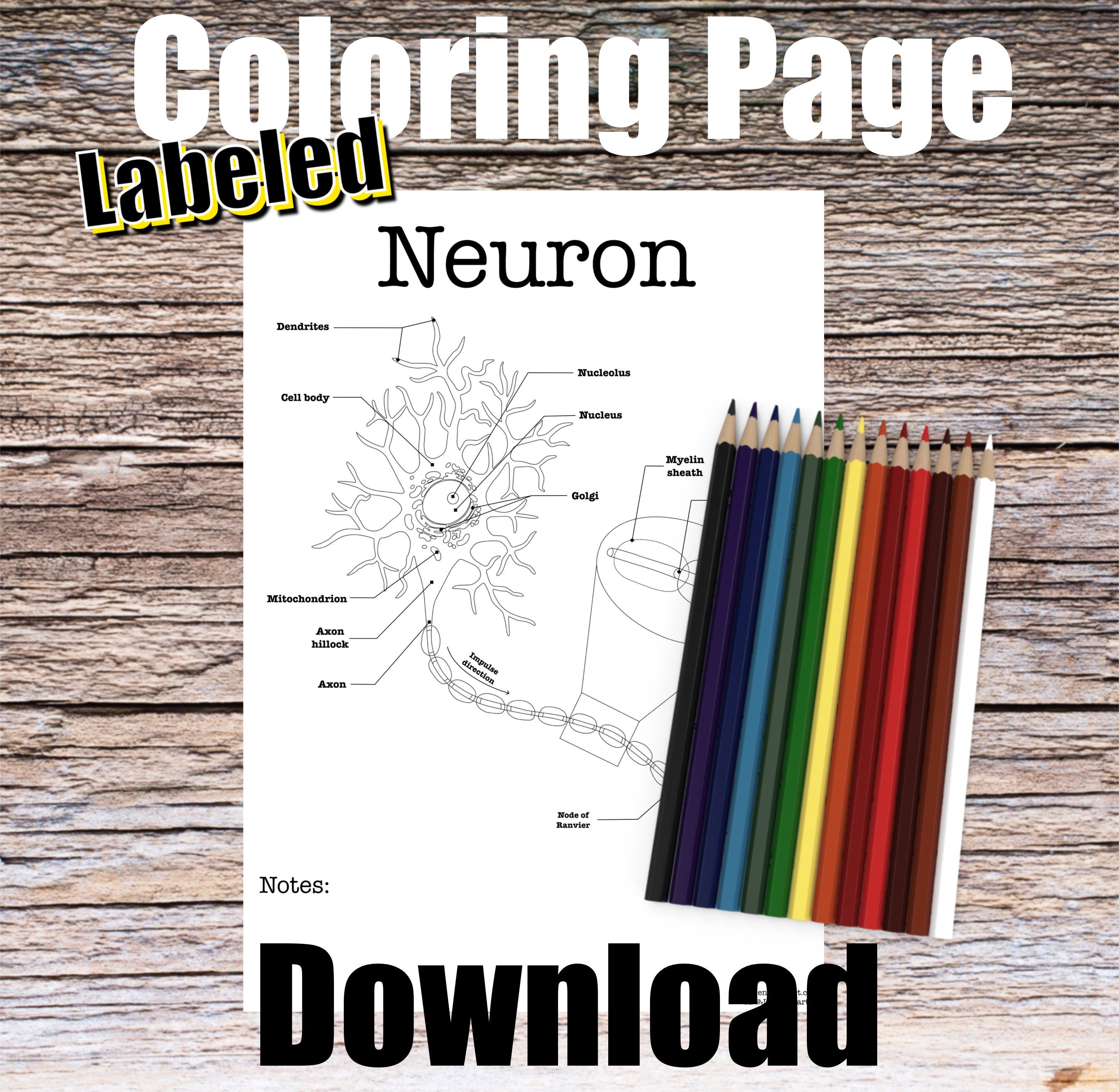 Neuron anatomy coloring page