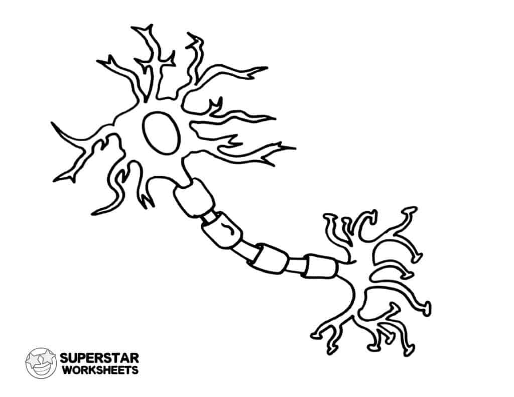 Neuron cell worksheets