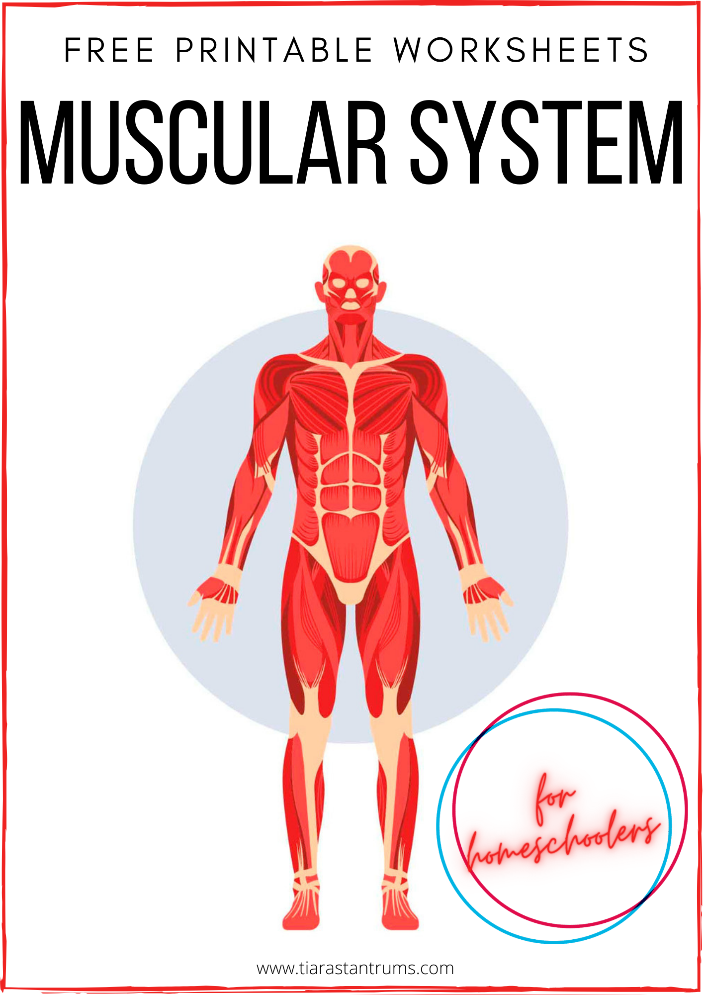 Free muscular system worksheets printable â tiaras tantrums