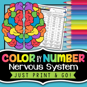 Nervous system color by number